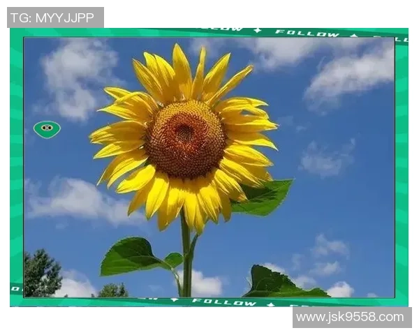 京都与馨田喜悦的对决分析及其背后深意探讨 京都与馨田喜悦的对决分析及其背后深意探讨